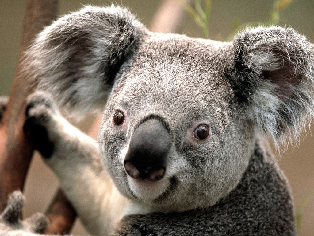 Koala's%20Pic-1.jpg
